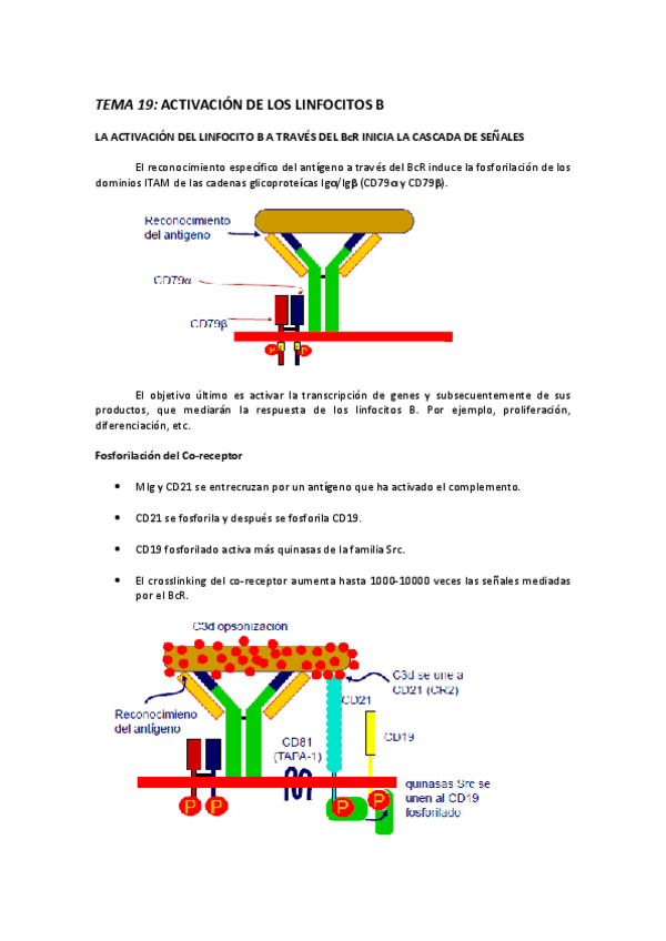 Miniatura del documento TEMA 19 ACTIVACIÓN DE LOS LINFOCITOS B.pdf