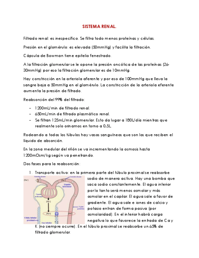 Miniatura del documento Sistema renal.pdf