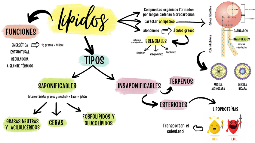 Miniatura del documento MAPA-MENTAL-LIPIDOS-PDF.pdf
