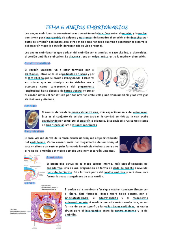 Miniatura del documento Embriologia-tema-6.pdf