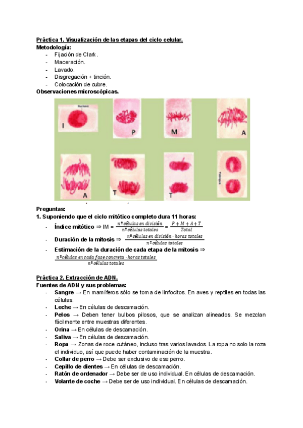 Miniatura del documento Practicas-genetica.pdf