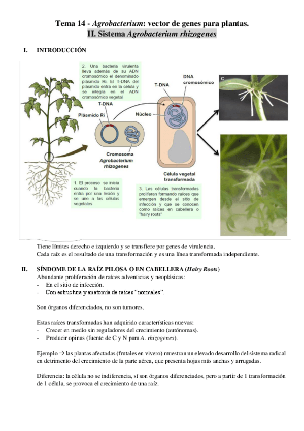 Miniatura del documento Tema-14-PTA.pdf