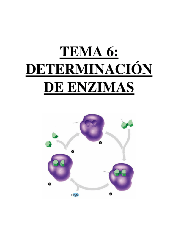 Miniatura del documento TEMA 6 - DETERMINACIÓN DE ENZIMAS.pdf