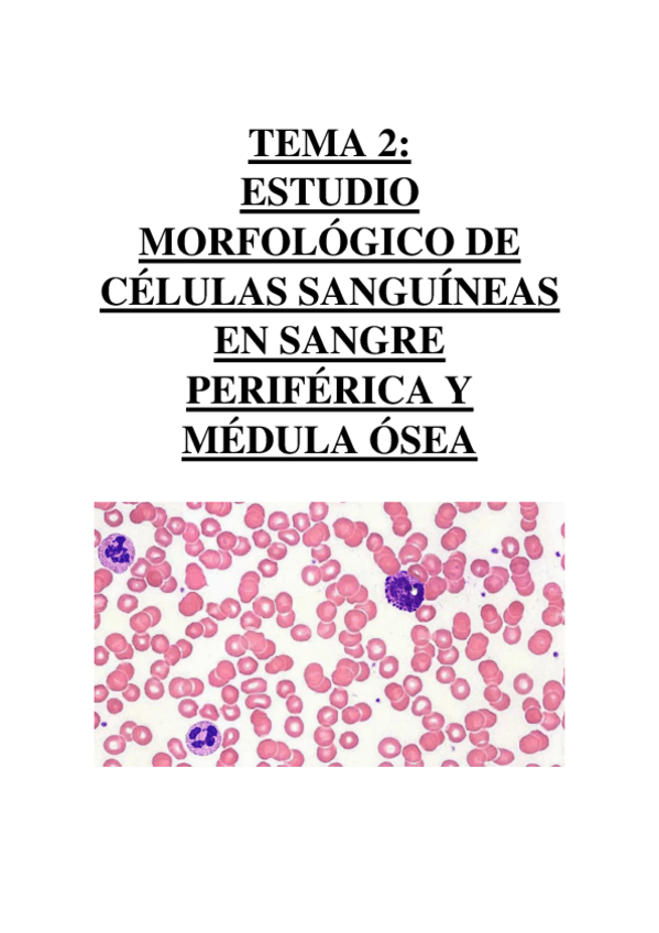 Miniatura del documento TEMA 2 - ESTUDIO MORFOLÓGICO DE CÉLULAS SANGUÍNEAS EN SANGRE PERIFÉRICA Y MÉDULA ÓSEA.pdf