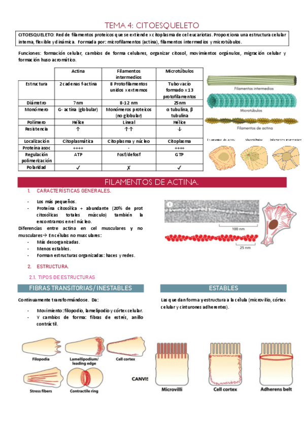 Miniatura del documento Resumenes-parcial-2-biociel-t4-5-6.pdf
