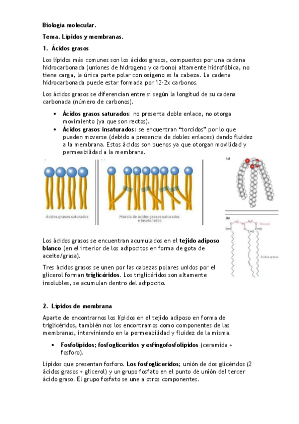 Miniatura del documento Tema 3 Lipidos y membranas.pdf