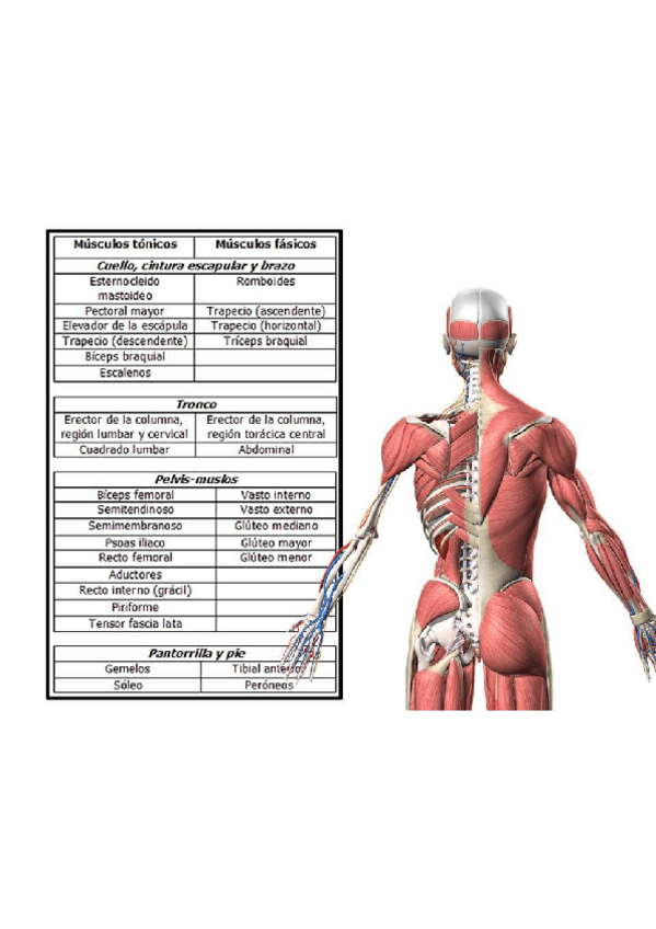 Miniatura del documento MUSCULOS-TONICOS-Y-FASICOS.pdf
