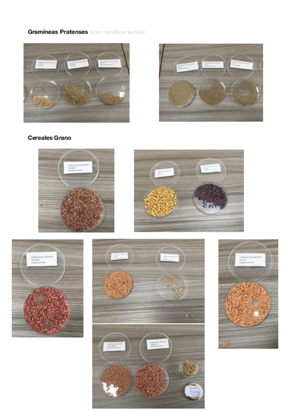 Miniatura del documento Semillas-fotos.pdf