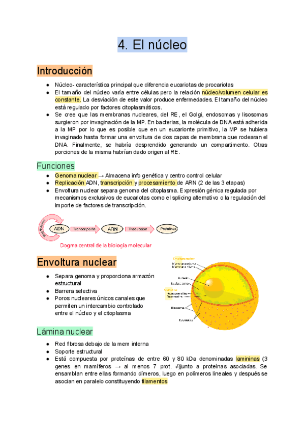 Miniatura del documento 4.-El-nucleo.pdf