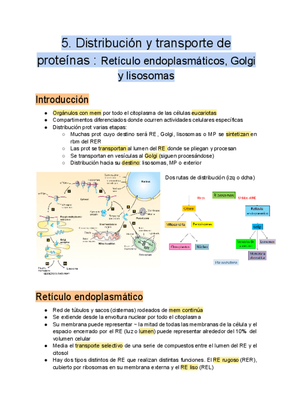 Miniatura del documento 5.-Distribucion-y-transporte-de-proteinas.pdf
