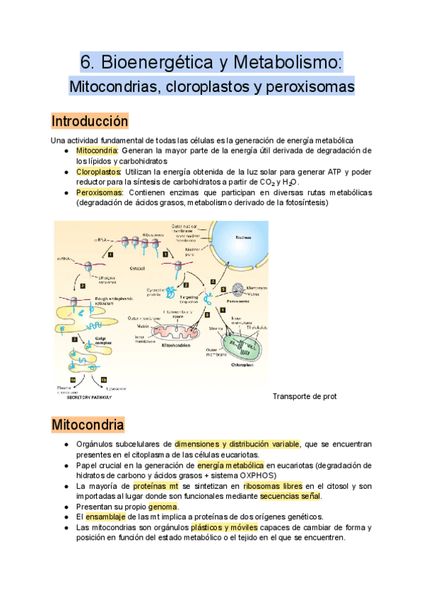 Miniatura del documento 6.-Bioenergetica-y-Metabolismo.pdf
