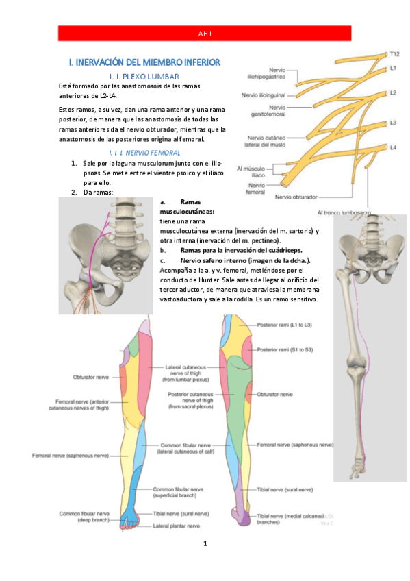 Miniatura del documento INERVACION-E-IRRIGACION-DEL-M.-INFERIOR.pdf