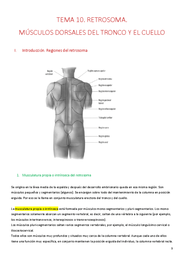 Miniatura del documento Tema-10.-Retrosoma.pdf