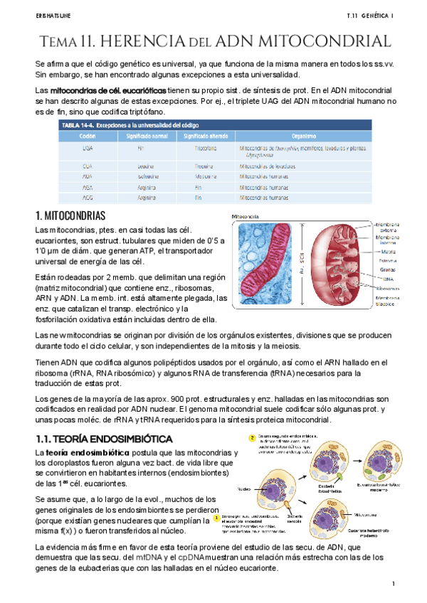 Miniatura del documento Tema-11-Herencia-mitocondrial.pdf
