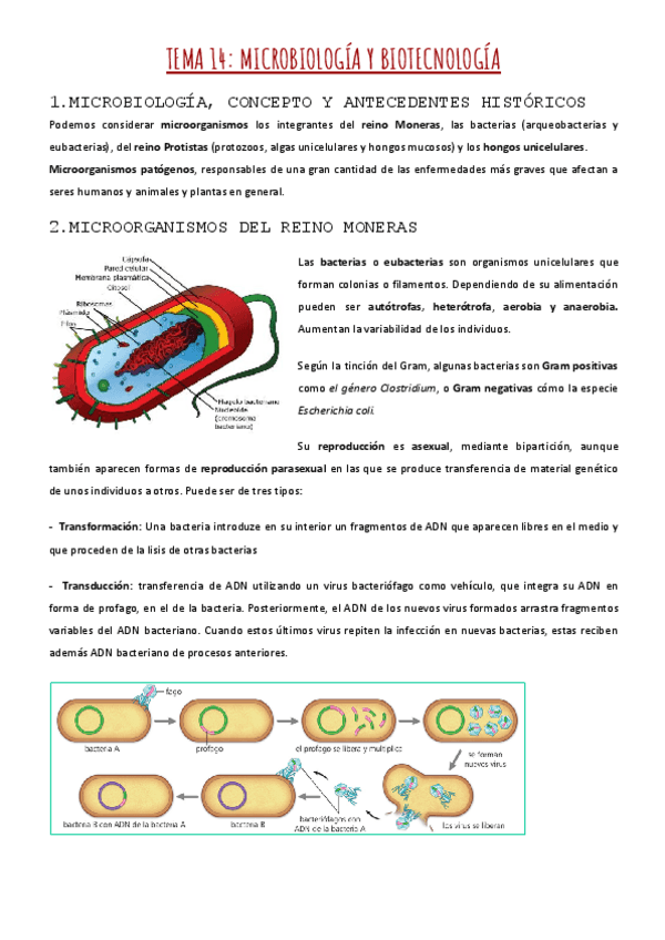 Miniatura del documento TEMA-14-MICROBIOLOGIA-Y-BIOTECNOLOGIA-1.pdf