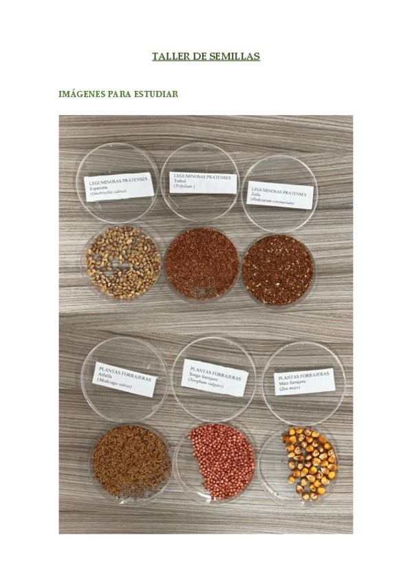 Miniatura del documento TALLER-DE-SEMILLAS.pdf