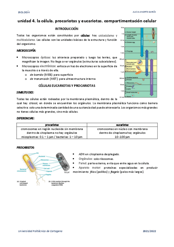 Miniatura del documento u4.-la-celula.-procariotas-y-eucariotas.-compartimentacion-celular.pdf