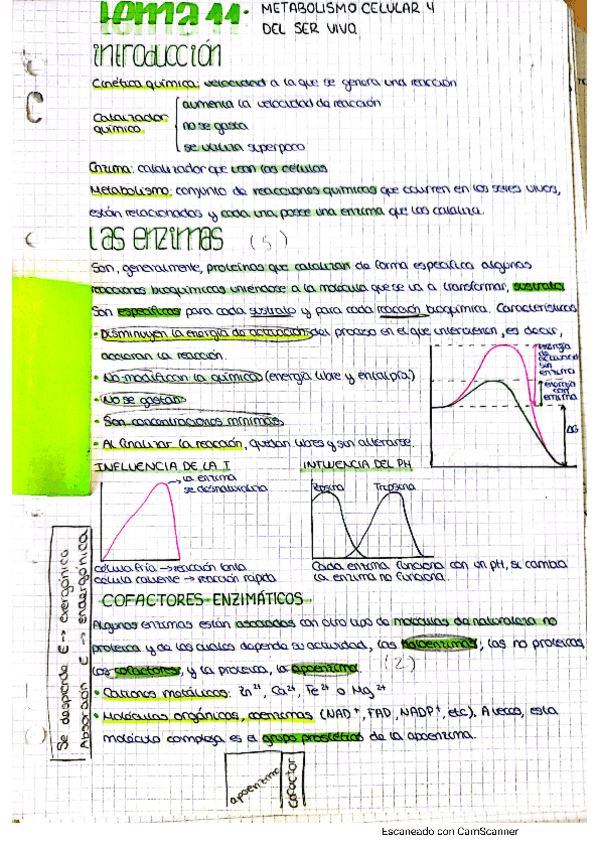 Miniatura del documento metabolismo-1.pdf