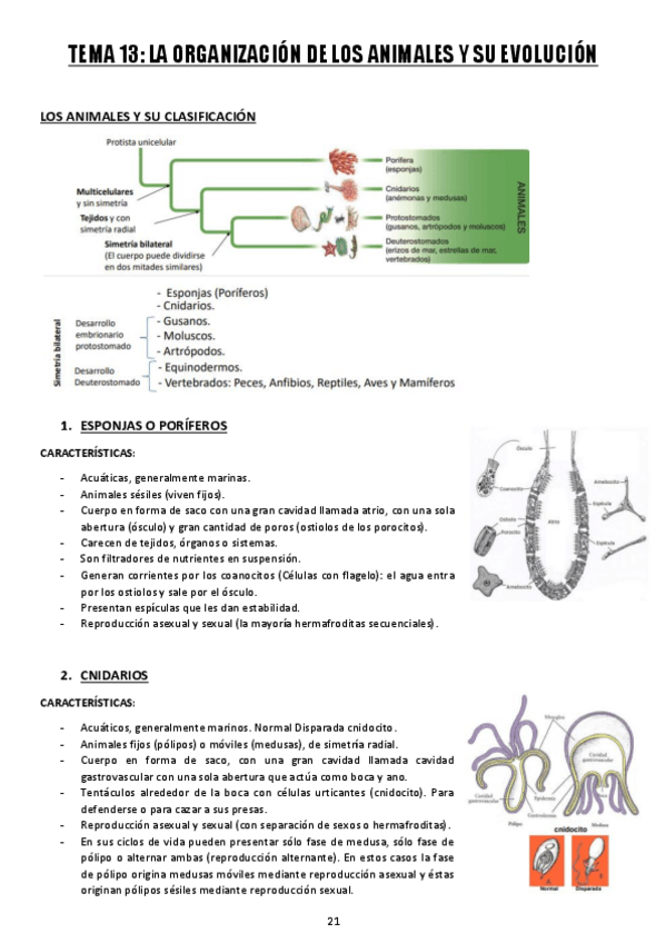 Miniatura del documento TEMA-13-LA-ORGANIZACION-DE-LOS-ANIMALES-Y-SU-EVOLUCION.pdf