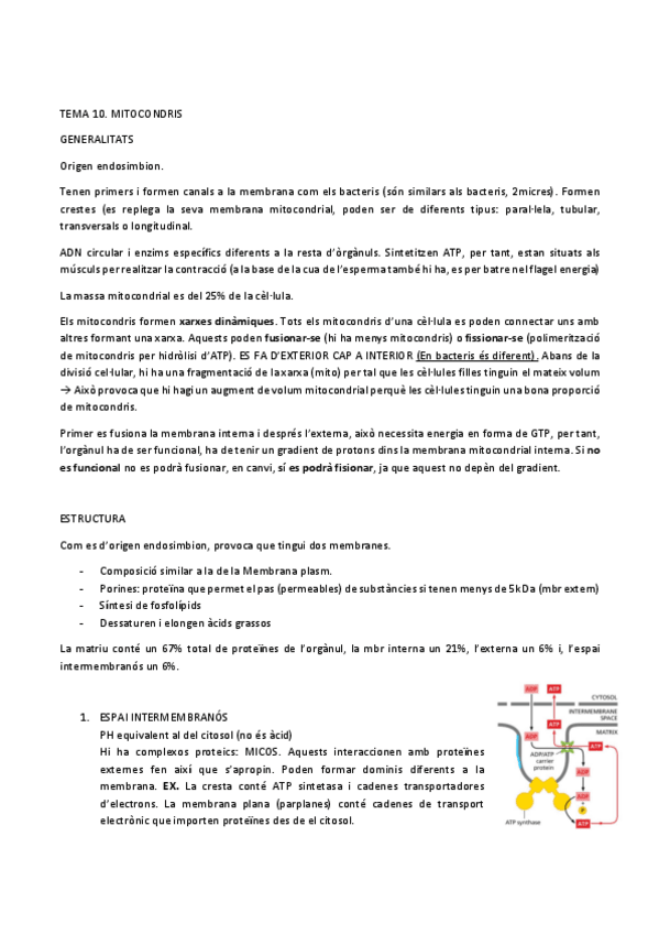 Miniatura del documento TEMA-10.-MITOCONDRIS.pdf