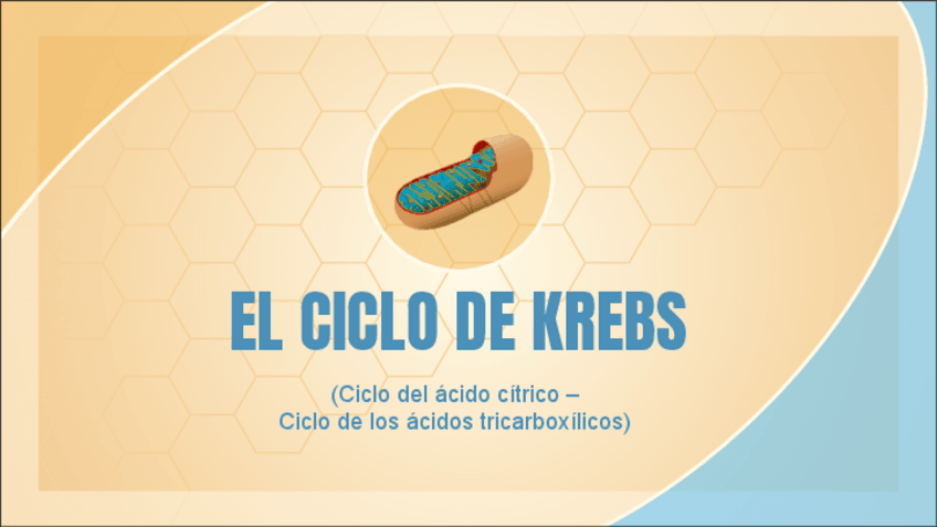 Miniatura del documento CICLO DE KREBS.pdf