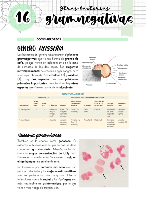 Miniatura del documento Tema-16.-Otras-gramnegativas.pdf