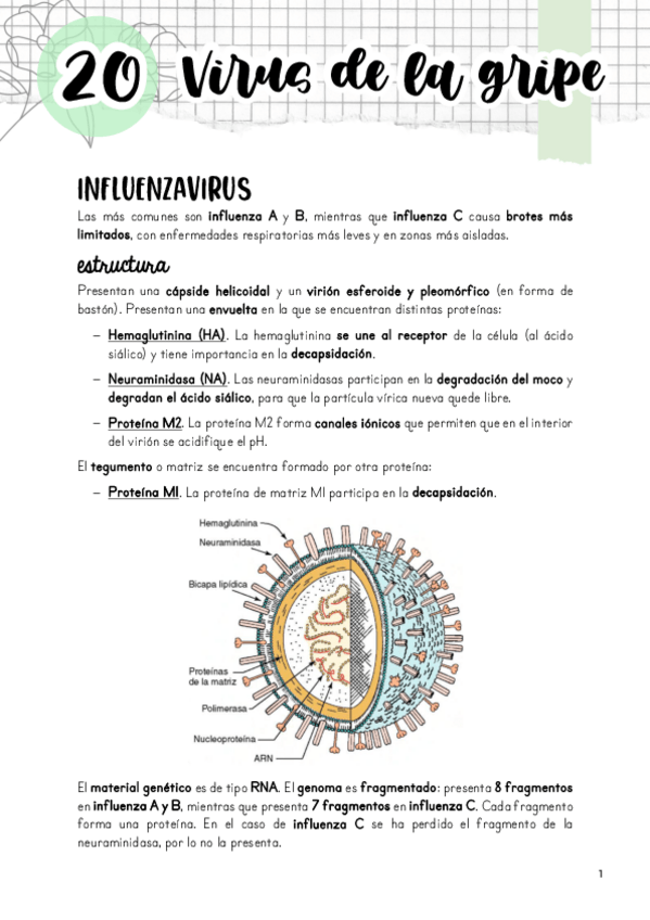 Miniatura del documento Tema-20.-Virus-de-la-gripe.pdf