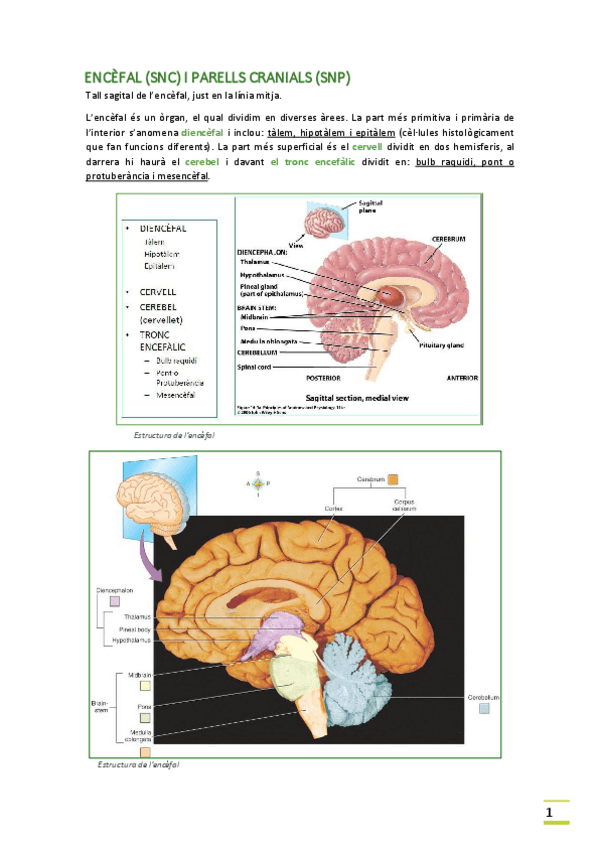 Miniatura del documento Apuntes-2o-parcial (Anatomía y Fisiología I).pdf
