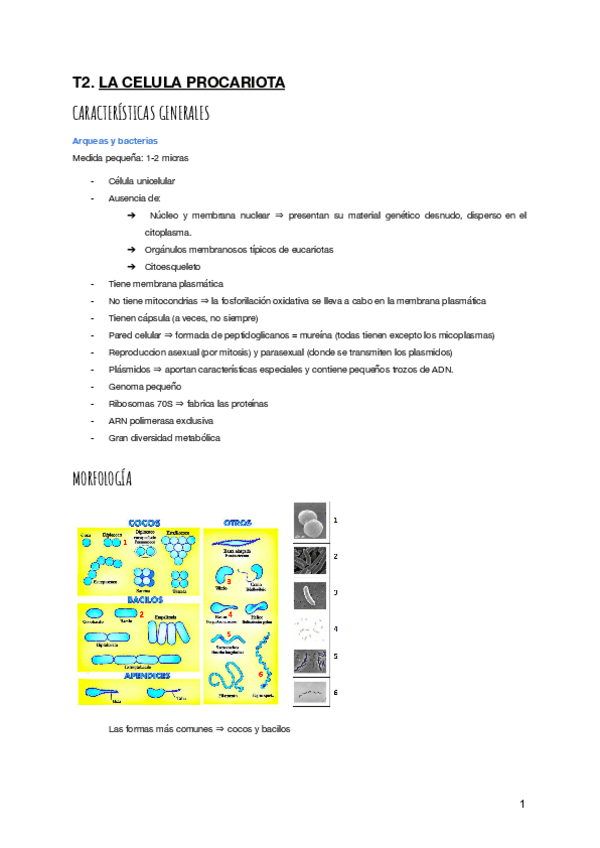 Miniatura del documento T-2.-Celula-Procariota (Biología).pdf