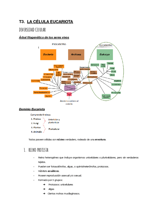 Miniatura del documento T-3.-Eucariota (Biología).pdf