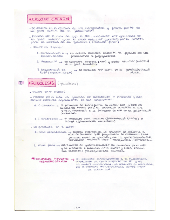 Miniatura del documento ciclos-importantes-examen.pdf