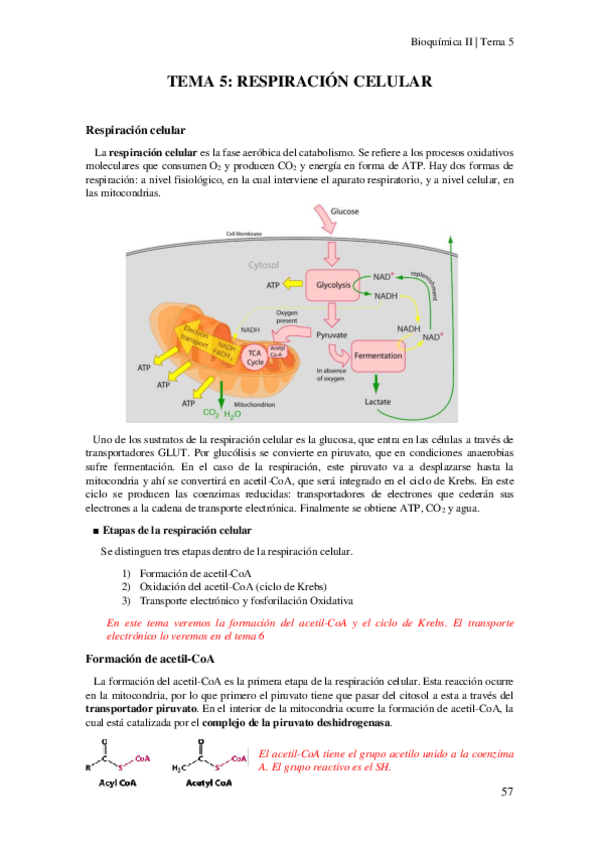 Miniatura del documento Tema-5-Respiracion-celular.pdf