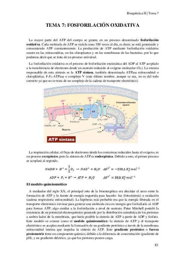 Miniatura del documento Tema-7-Fosforilacion-oxidativa.pdf