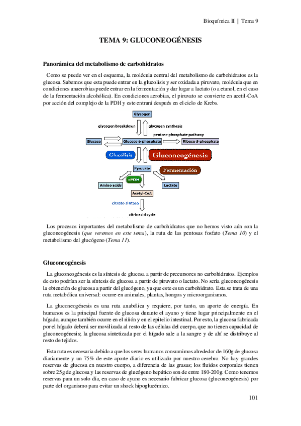 Miniatura del documento Tema-9-Gluconeogenesis.pdf