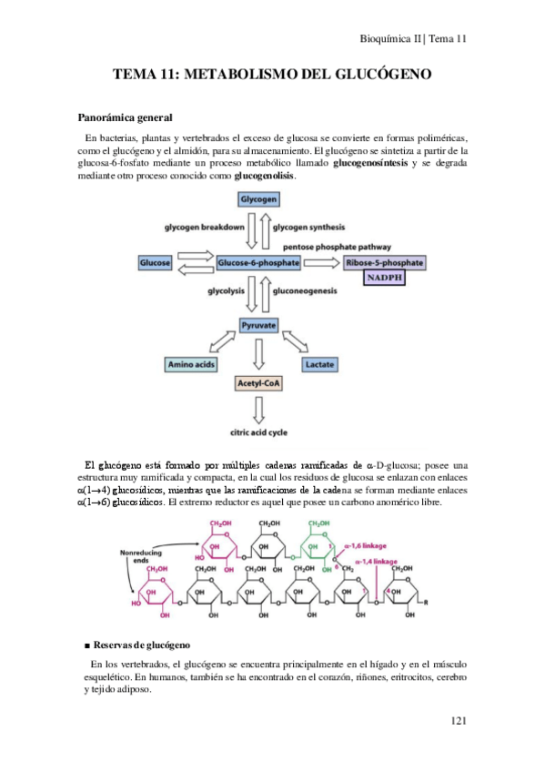 Miniatura del documento Tema-11-Metabolismo-del-glucogeno.pdf