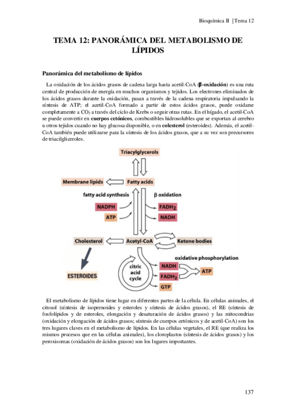 Miniatura del documento Tema-12-Metabolismo-de-lipidos.pdf
