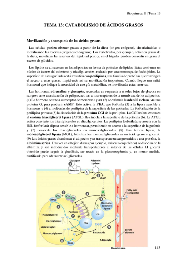 Miniatura del documento Tema-13-Catabolismo-de-acidos-grasos.pdf