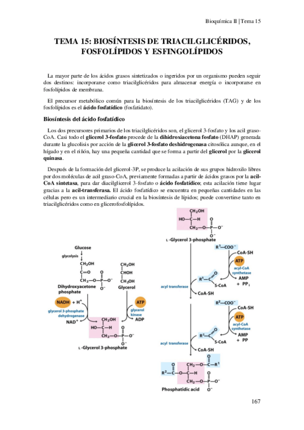 Miniatura del documento Tema-15-Biosintesis-de-triacilgliceridos.pdf