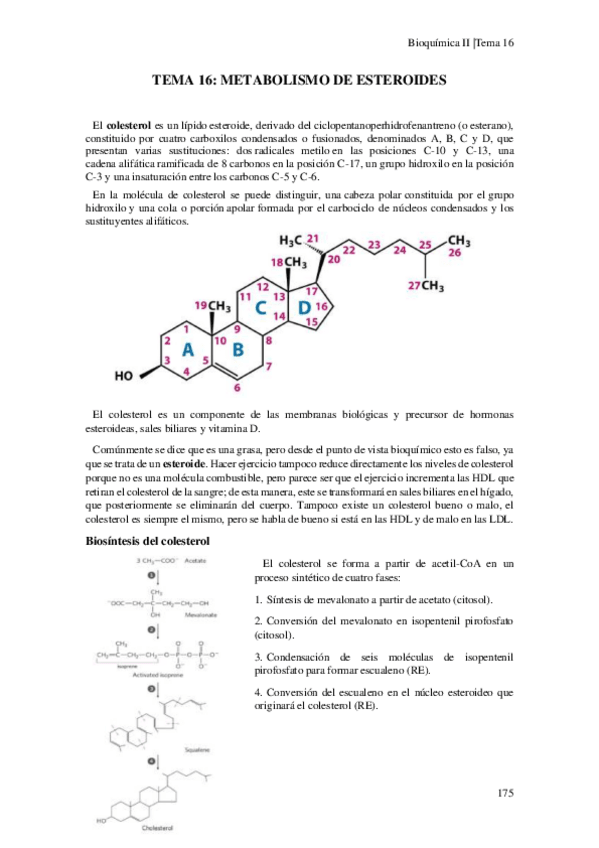 Miniatura del documento Tema-16-Metabolismo-de-los-esteroides.pdf