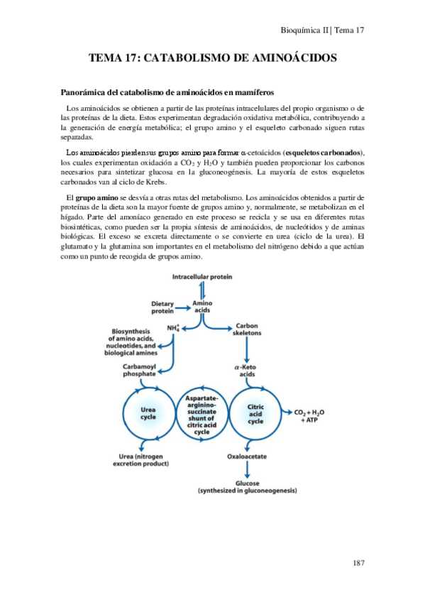 Miniatura del documento Tema-17-Catabolismo-de-aminoacidos.pdf