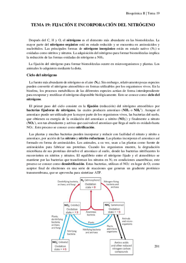 Miniatura del documento Tema-19-Fijacion-e-incorporacion-del-nitrogeno.pdf