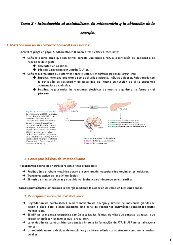 Miniatura del documento Tema-3-introduccion-al-metabolismo.-mitocondria.pdf