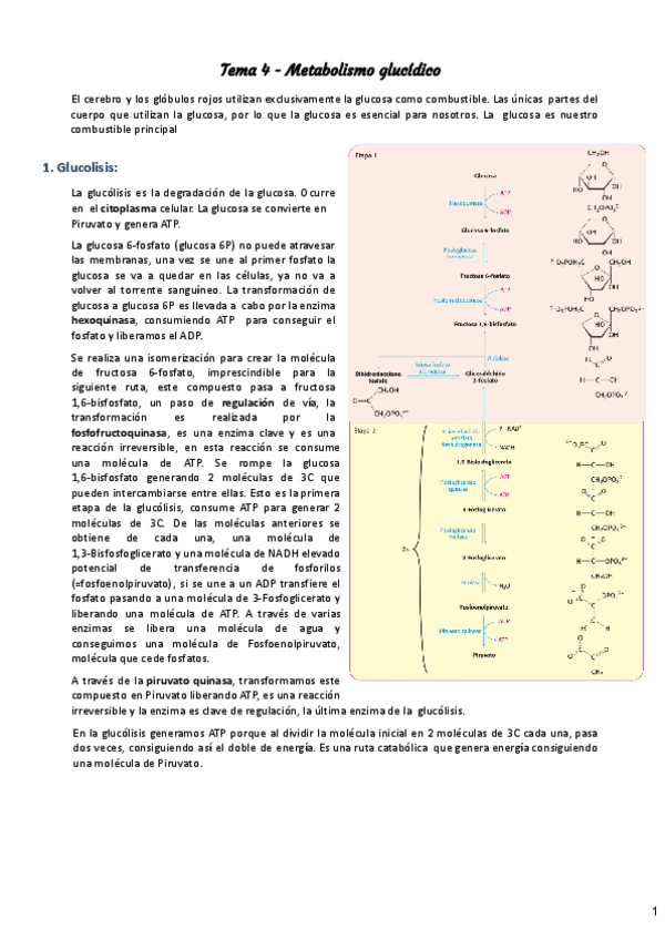 Miniatura del documento Tema-4-metabolismo-glucidos.pdf