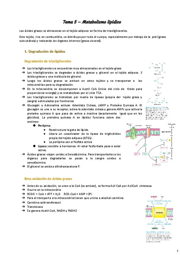Miniatura del documento Tema-5-metabolismo-lipidos-3.pdf