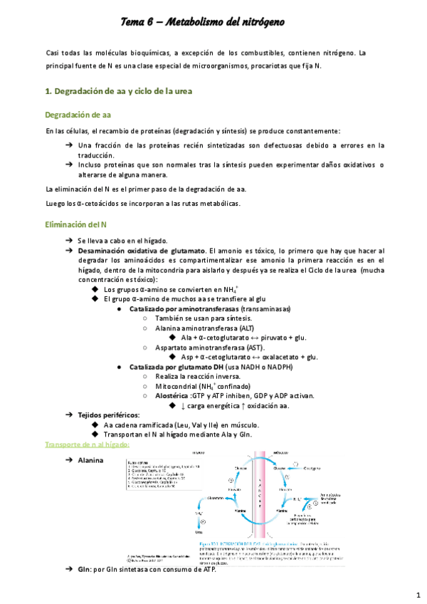 Miniatura del documento Tema-6-Y-7-METABOLISMO-DE-N-Y-NUCLEOTIDOS.pdf