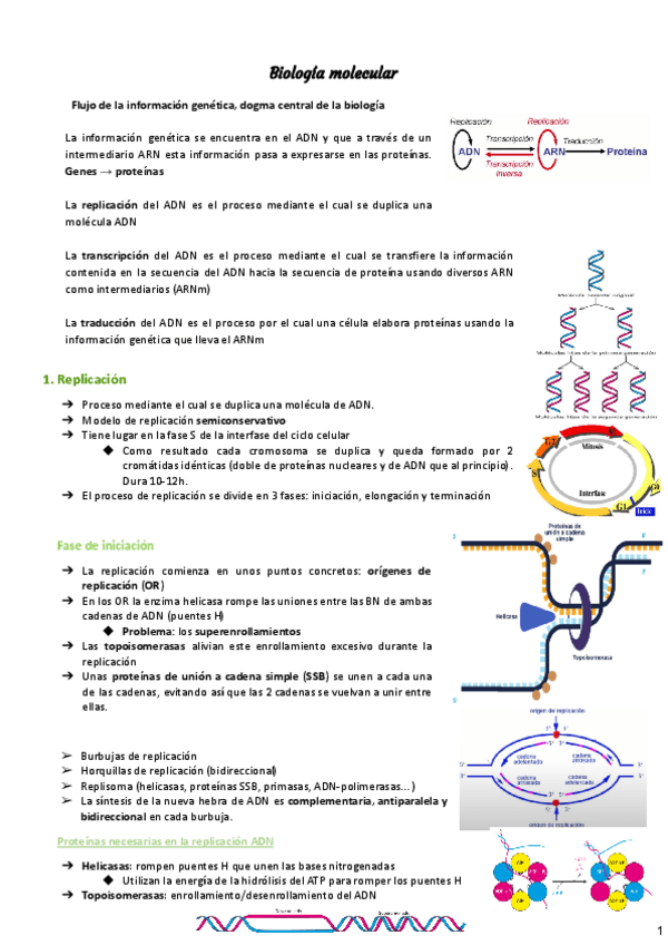 Miniatura del documento tema-8-Biologia-Molecular.pdf
