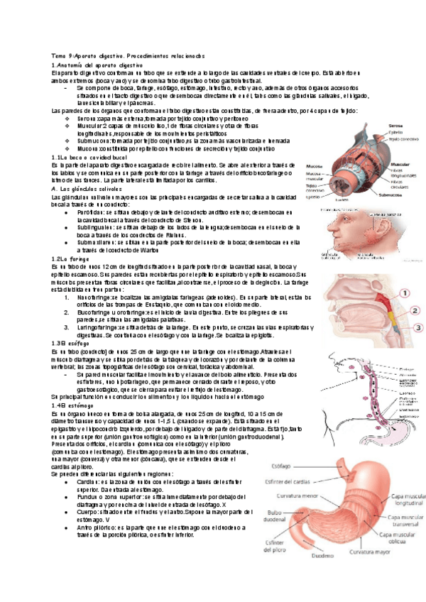 Miniatura del documento Tema-9-Aparato-digestivo.pdf