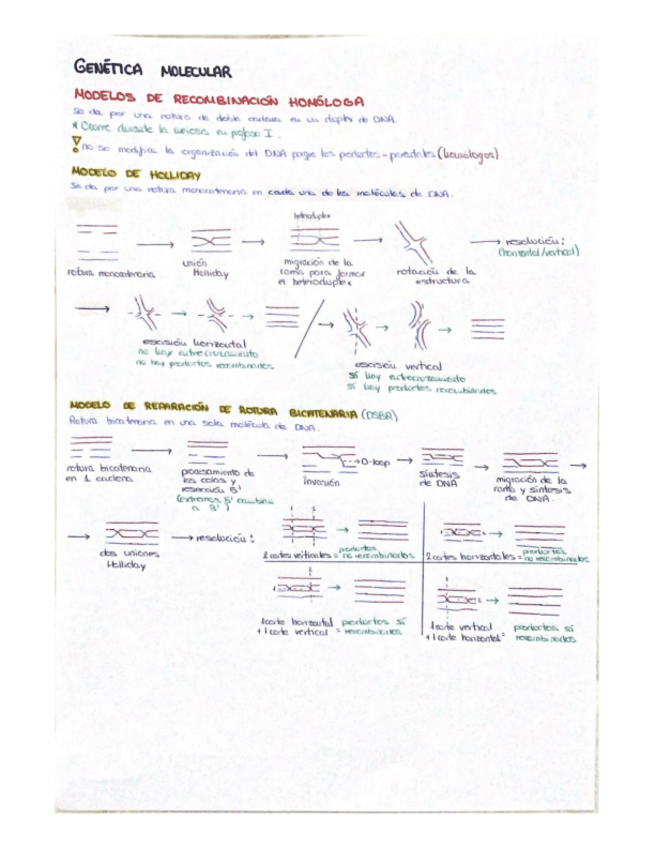 Miniatura del documento Esquema-Modelos-de-recombinacion-homologa.pdf