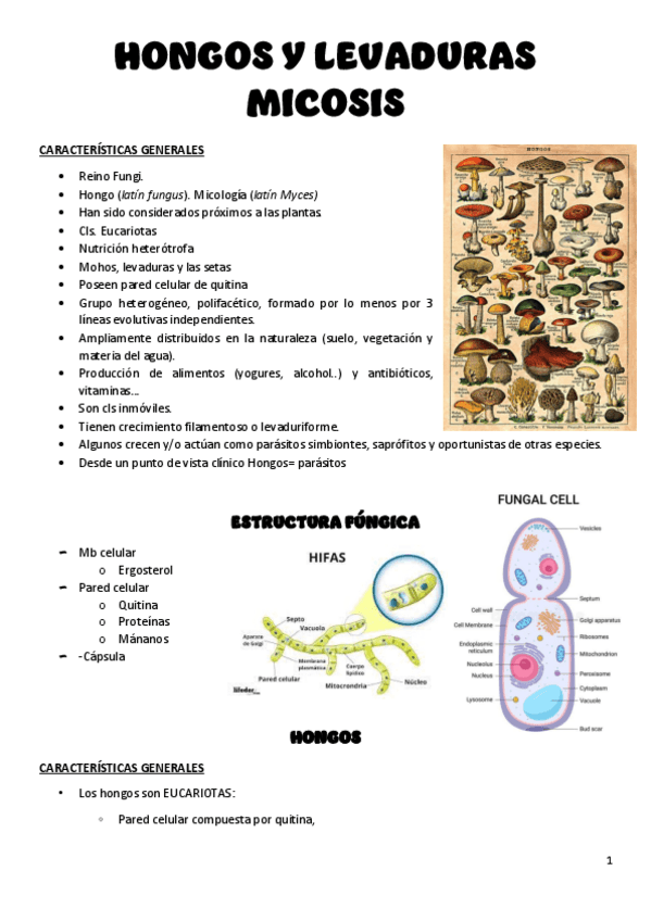 Miniatura del documento Tema-4-hongos-y-levaduras.pdf