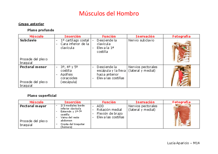 Miniatura del documento Músculos del Hombro.pdf